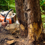 Tree Removal