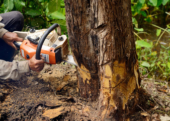 Safety Precautions for Tree Removal